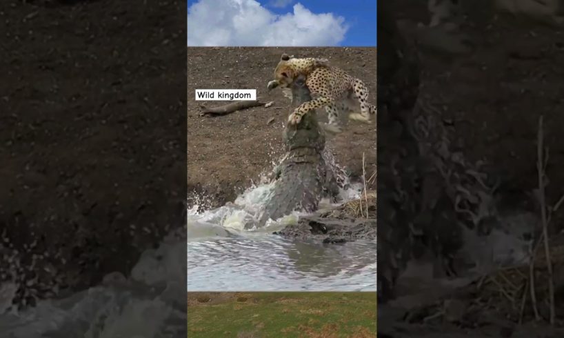 cheetah 🐆 vs crocodile 🐊    #cheetah #crocodile #wildanimals