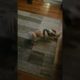crazy dog playing fetch by himself #dog #funnydog #funny #animals #lol