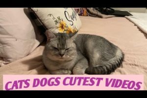 cute kittens playing time/funny cat videos/cute animals (@sindhubkiduniya322 )