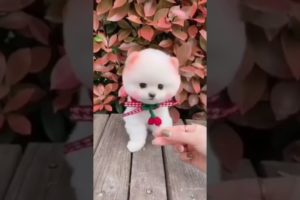 cute pomeranian | dog status video | tiktok |#shorts #statusvideo #latestviralvideo