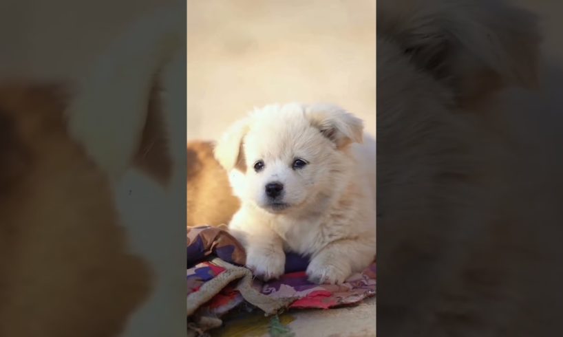 cute puppies .A beautiful moment #2630- #shorts