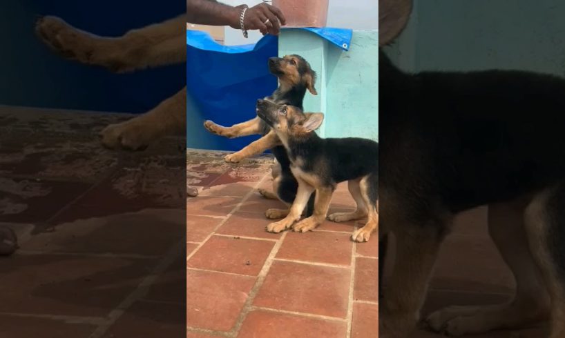 cute puppies🥰😍 German Shepherd available ✨ #tamil #dogvaccination #dogcare #love #doghealth #funny