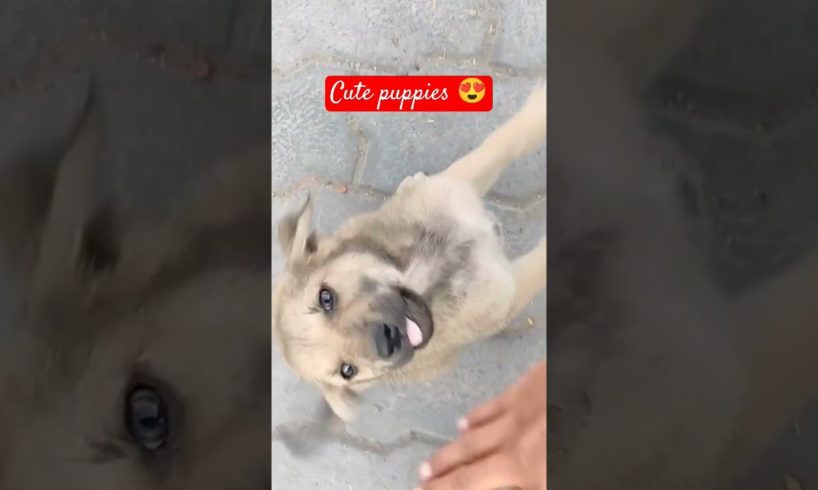 cute puppies adorable puppy dog Lover #trending dog things #youtubeshorts #funny