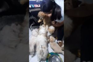 cute puppies and adult dogs love the new puppy. #shorts #puppy #dog #cute #love #pleasesubscribe