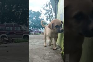 cute puppies baby dog