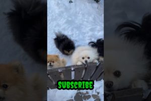 cute puppies barking/a beautiful moment/#barkingsounds