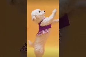 cute puppies dance❤🐕 beautiful puppies🤗❤ #dog #puppy #happy #cute #trending #shorts #viral #short