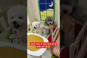 cute #puppies #funny and comedy #shorts #viral video #lovely dogs shorts video 😍❤🙏