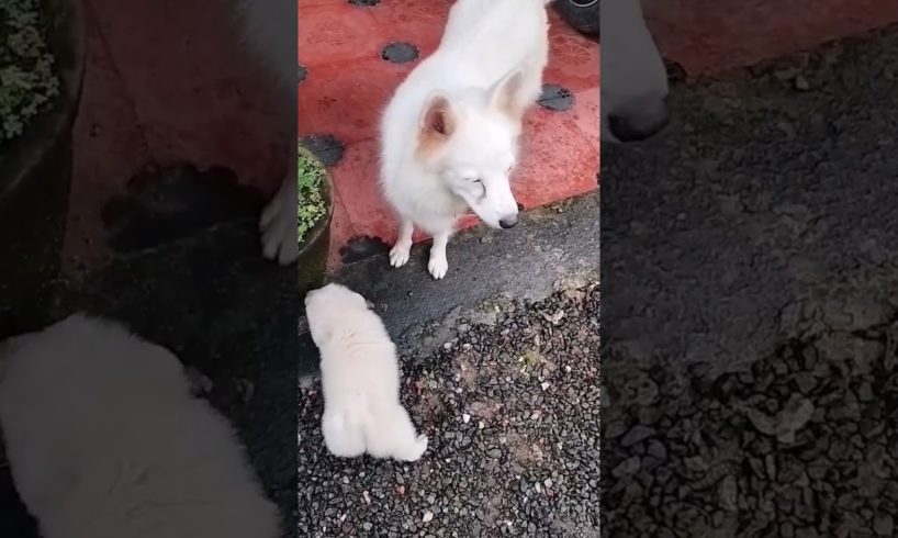 #cute #puppies #funny #dialogue