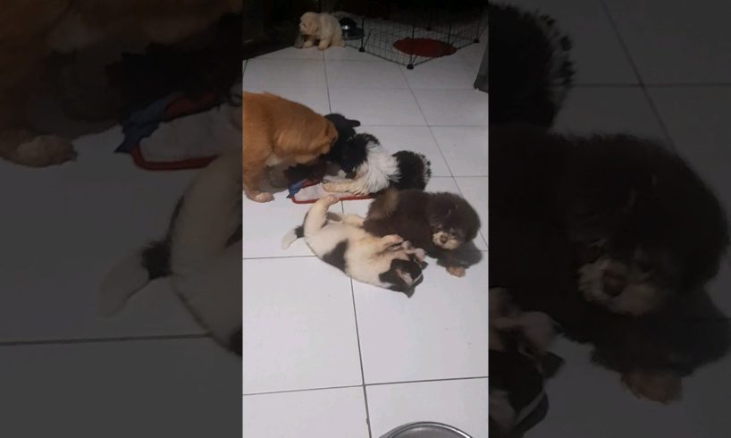 cute puppies love to play early. #shorts #puppy #cute #love #play #fun #shortvideo #pleasesubscribe