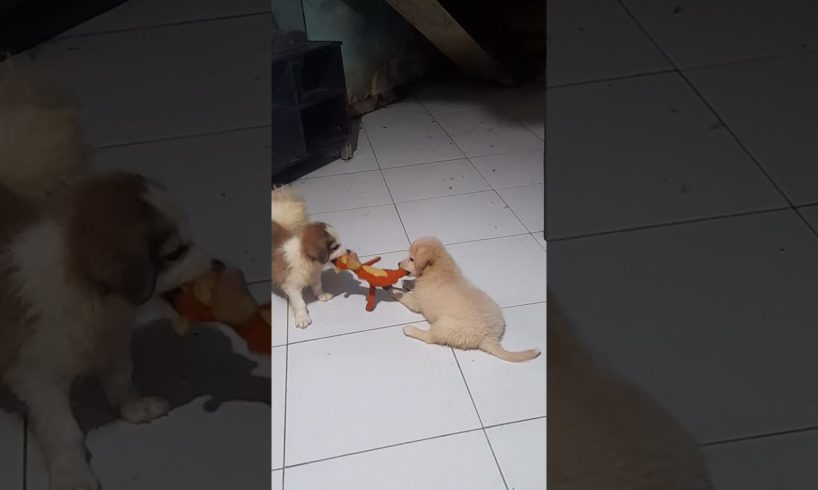 cute puppies love to play only one toy. #shorts #puppy #cute #play #love #dog #fun #pleasesubscribe