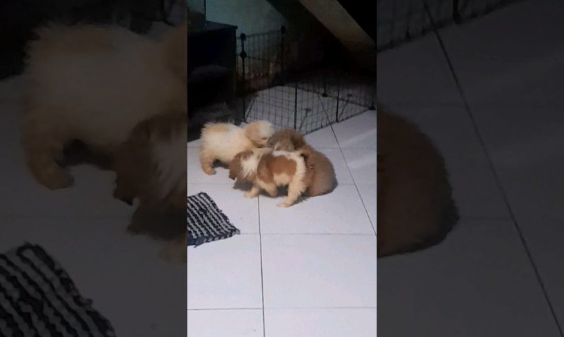 cute puppies love to play. #shorts #puppy #cute #play #love #dog #fun #shortvideo #pleasesubscribe