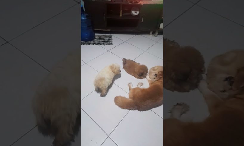 cute puppies love to play w/ their mother dog #shorts #puppy #dog #cute #play #love #pleasesubscribe