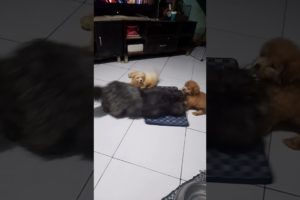 cute puppies love to play with adult dog #shorts #puppy #dog #cute #love #play #fun #pleasesubscribe