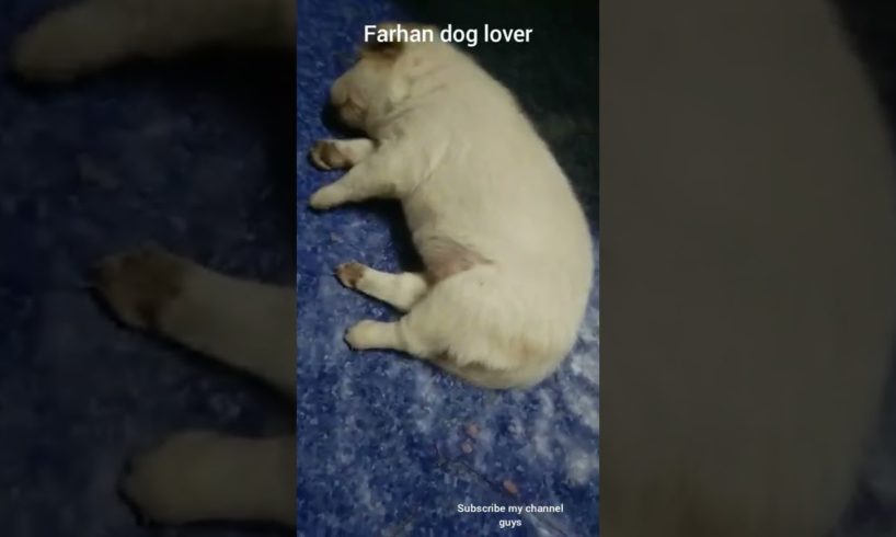 😃cute puppies lover, #dog #doggies #puppies #puppylove #puppylover #animallover