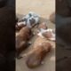 cute puppies 🥰😻 🐕#trending #viral #youtubeshorts  new born puppy 🐕