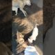 ❤️cute puppies 🐶 with mom 🐕 #dog #doglover #pets #trending #viral #puppy #foryou #ytshorts #shorts