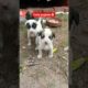 cute puppies🐶#cute #puppies #puppy #shorts #viral #trending #youtubeshorts #ytshorts