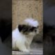 cutest lhasa puppies 😍 ❤️ cute puppies #short video please subscribe yar support me #doglovers