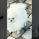 cutest puppies barking 🐕🤗😲🐶😍❤ beautiful funny puppies 🐶🐕😍❤ #viral #trending #dog #shorts #short