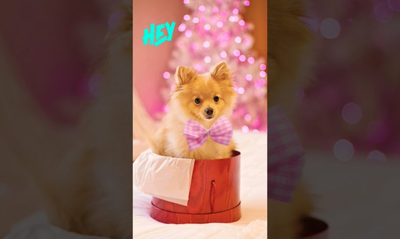 cutest puppy #toocute #love #cut