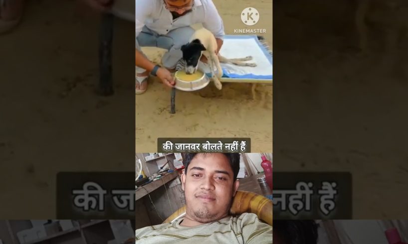 dog eating animal help vedio #shorts #animal #viral #dog
