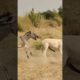 #donkey #animals #youtubeshorts #shortvideo #jungle #janwar