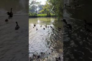 duck | animals | ducks |pet duck | pet | ducks| cutepets |duck hunting | #shortvideo #shorts #short