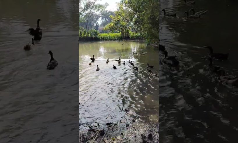 duck | animals | ducks |pet duck | pet | ducks| cutepets |duck hunting | #shortvideo #shorts #short