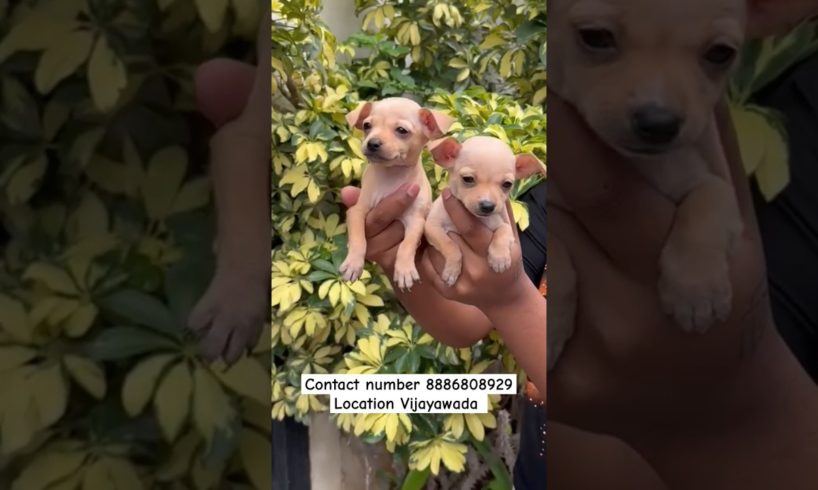 good quality cute puppies available #viralvideo #puppy #dogbreed