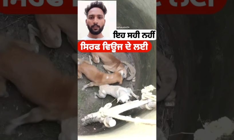 human is so greedy, fake animal rescue video animal video dog video #animals #dogs #video animals