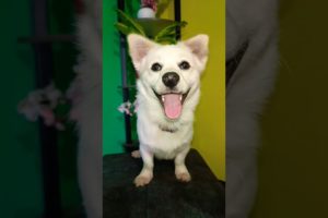 little cute puppy barking songs #baby 🐕🐕 cute puppies #shortvideo