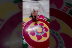 nice videos cute puppies####viral ###new ###baby ###comedy