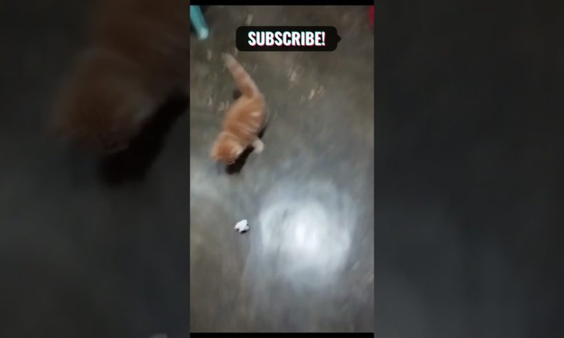 ||play cat|| #Animals #Birds #subscribe now🥰#shorts #viral #trending #youtubeshorts🥰