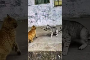 playing cats #youtubeshorts #animals #animalfact #shorts #cute #cat #animallover #funny