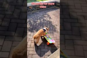 playing🐱 puppy🐶#shorts #youtubeshorts #cute #animals #animallover #funny #trending #animalsvideo