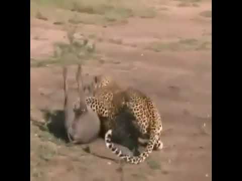 predatory animal fights, exciting and scary