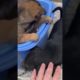 rescue baby dogs| animal rescue videos  #animalrescue #dogrescue #rescuedog #doglover
