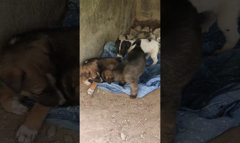 #shorts #short #puppies #care #animals
