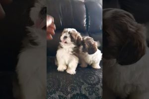 soooo cute puppies #pets