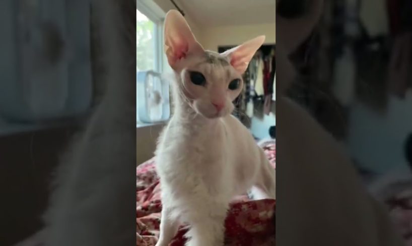 #strangerthings4 #cats #sphynx #hairlesscat #donskoy #shorts #strangerthings #animals #pets #funny