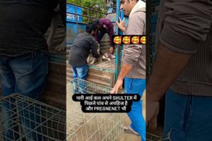 welcome cut girl #shorts #viral #ytshorts #dog #rescue