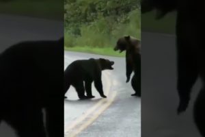 when two bears fights see who wins  #animals #funnyanimals #animalblooperreels