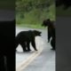 when two bears fights see who wins  #animals #funnyanimals #animalblooperreels