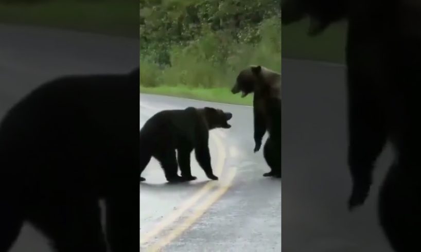 when two bears fights see who wins  #animals #funnyanimals #animalblooperreels