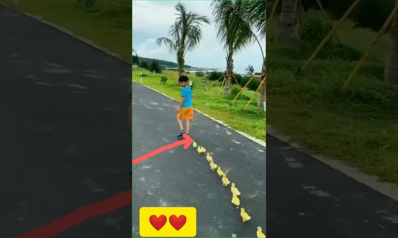 wow!cute duck baby in car#shorts #shortvideo #shortsfeed #youtubeshorts #animals