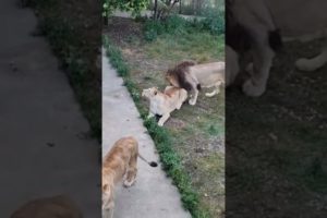 ЛЕВ ЛАСКАЕТ ЛЬВИЦУ. LIONS LOVE #shorts #animals #lions