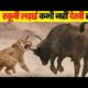 जंगली जानवरों की सबसे भयंकर लड़ाइयां | Craziest Fights of Wild Animals | Animal Fights in Hindi