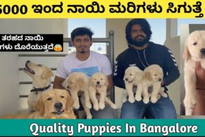 ₹5000 ಇಂದ Quality ನಾಯಿ ಮರಿಗಳು | Best Puppies Dealer In Bangalore |