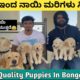₹5000 ಇಂದ Quality ನಾಯಿ ಮರಿಗಳು | Best Puppies Dealer In Bangalore |